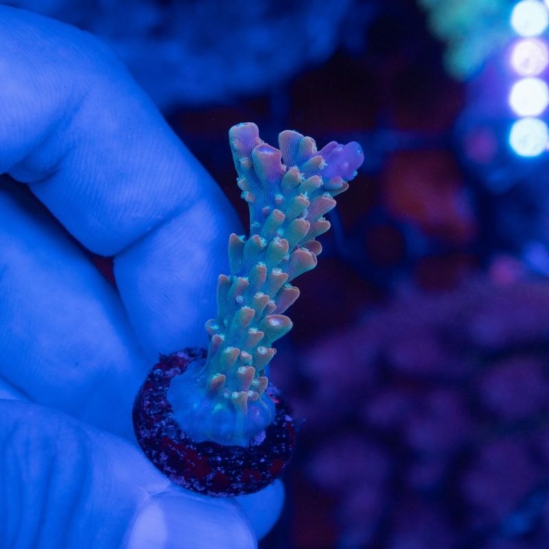 サンゴ,SPS Coral,ミドリイシ | Aquarium TALLMAN