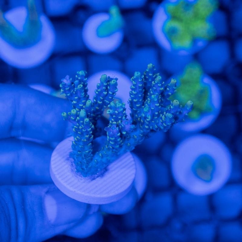 サンゴ,SPS Coral,ミドリイシ | Aquarium TALLMAN