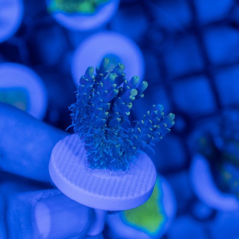 サンゴ,SPS Coral,ミドリイシ | Aquarium TALLMAN