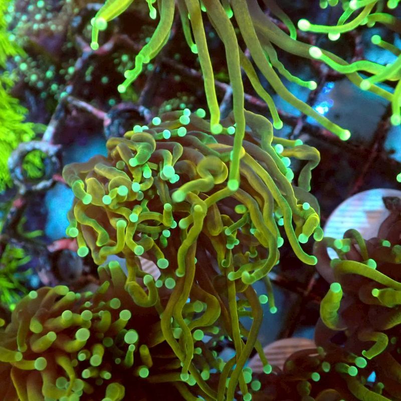 貝。サンゴ 高知県内浅瀬サンゴ9割白化 猛暑で海も高温続く 専門家「過去最大規模