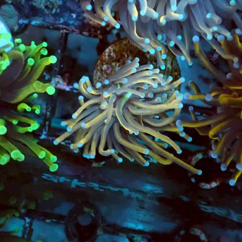 サンゴ | Aquarium TALLMAN