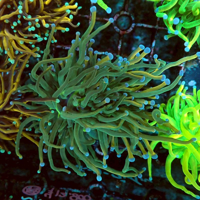 貝。サンゴ サンゴ遠征 vol.5｜高知県柏島で