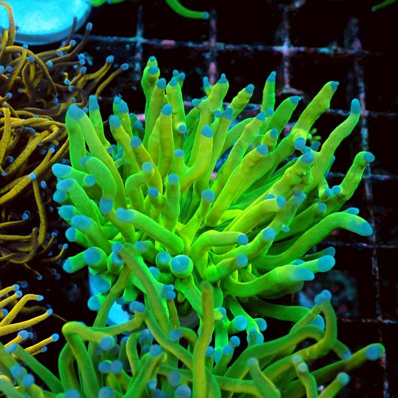 サンゴ,LPS Coral,ハナサンゴ | Aquarium TALLMAN