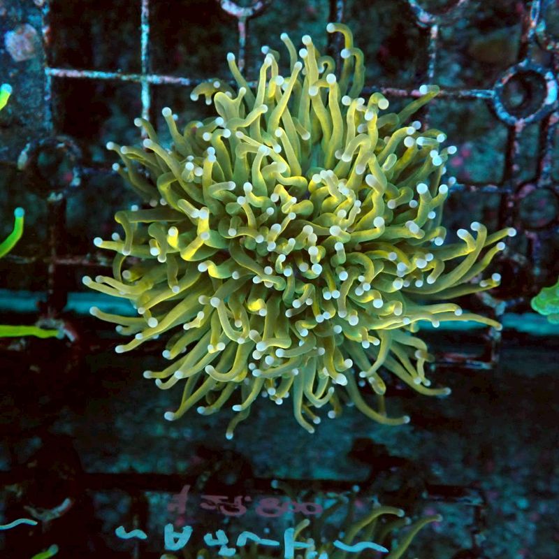 貝。サンゴ サンゴ遠征 vol.5｜高知県柏島で