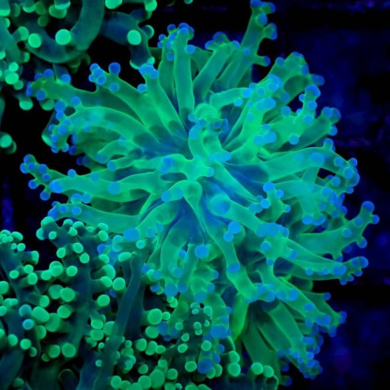 サンゴ,LPS Coral | Aquarium TALLMAN