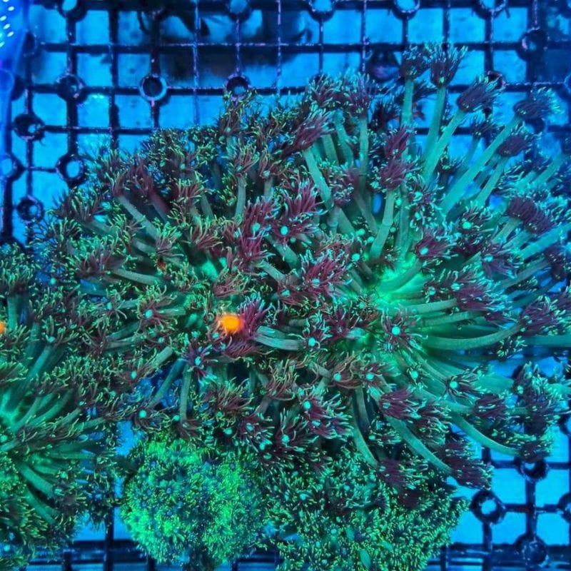 アクアリウムトールマン公式通販サイト 【熱帯魚・海水魚・水草