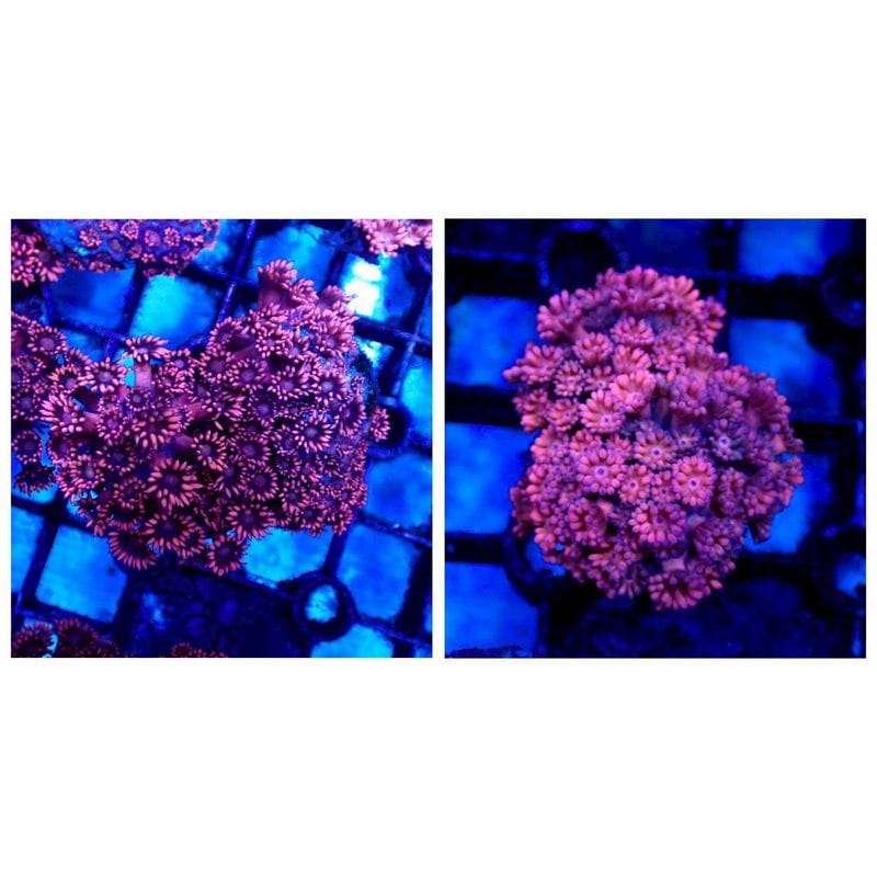 サンゴ | Aquarium TALLMAN