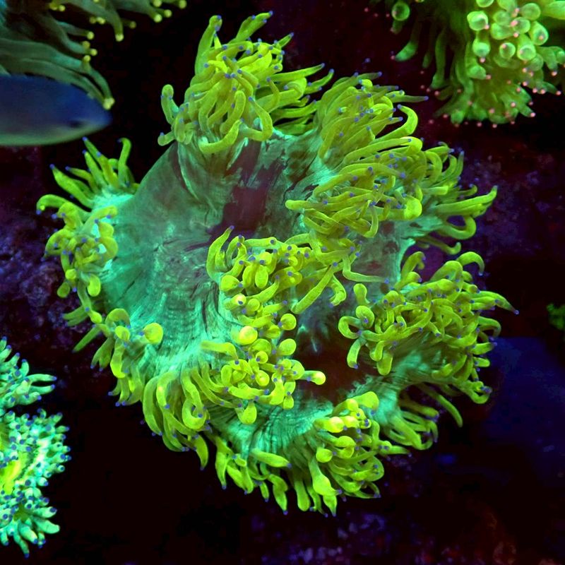 アクアリウムトールマン公式通販サイト 【熱帯魚・海水魚・水草