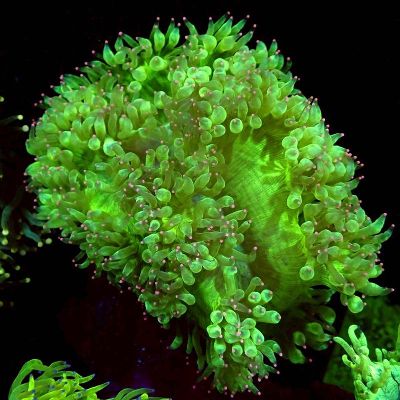 アクアリウムトールマン公式通販サイト 【熱帯魚・海水魚・水草