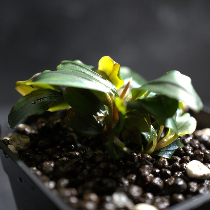 ブセファランドラ ティア | 水草,ブセファランドラ | Aquarium TALLMAN