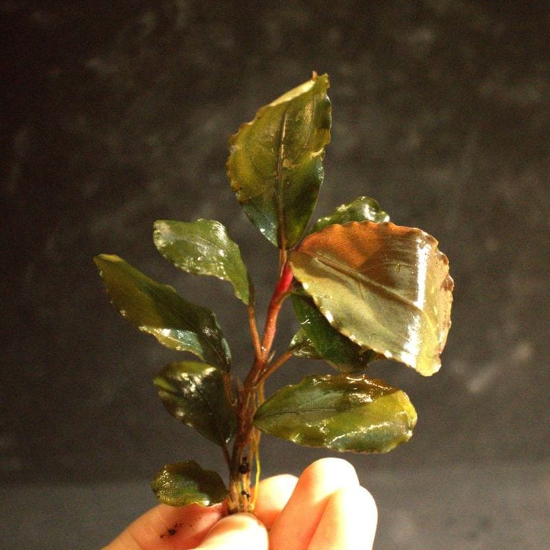 ブセファランドラ sp.ロイヤルラウンドメタリック 水上葉1株 チャーム（charm） （水草）ブセファランドラsp．ロイヤルレッド