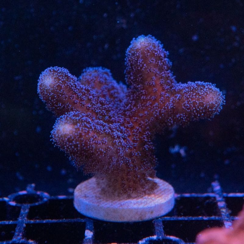 サンゴ,SPS Coral,SPSフラグ | Aquarium TALLMAN