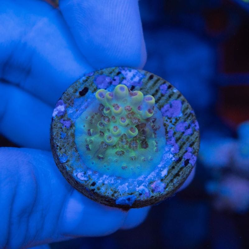 サンゴ,SPS Coral,SPSフラグ | Aquarium TALLMAN