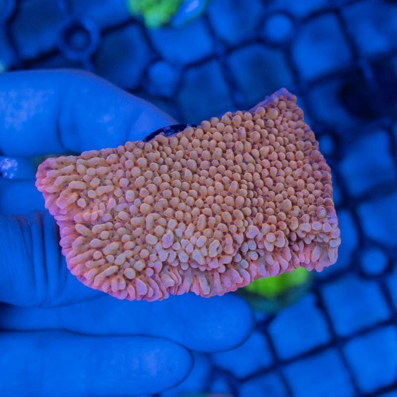 サンゴ | Aquarium TALLMAN