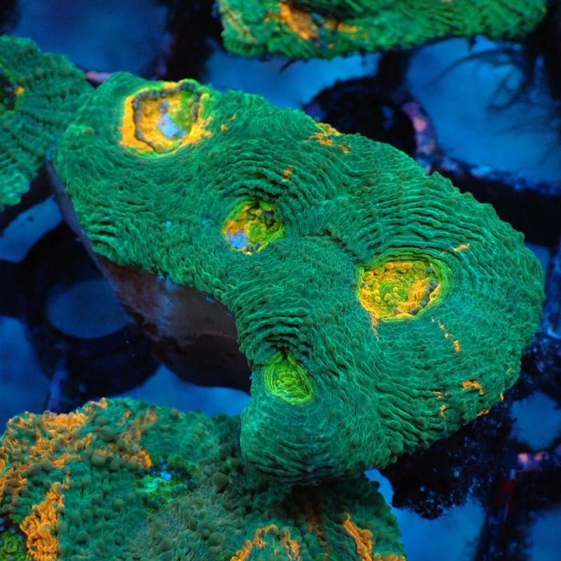 サンゴ | Aquarium TALLMAN