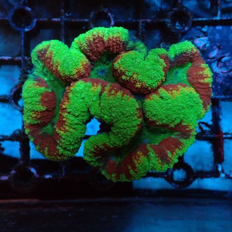 サンゴ | Aquarium TALLMAN