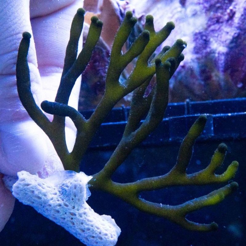 ミルsp.（大）　※個体指定不可