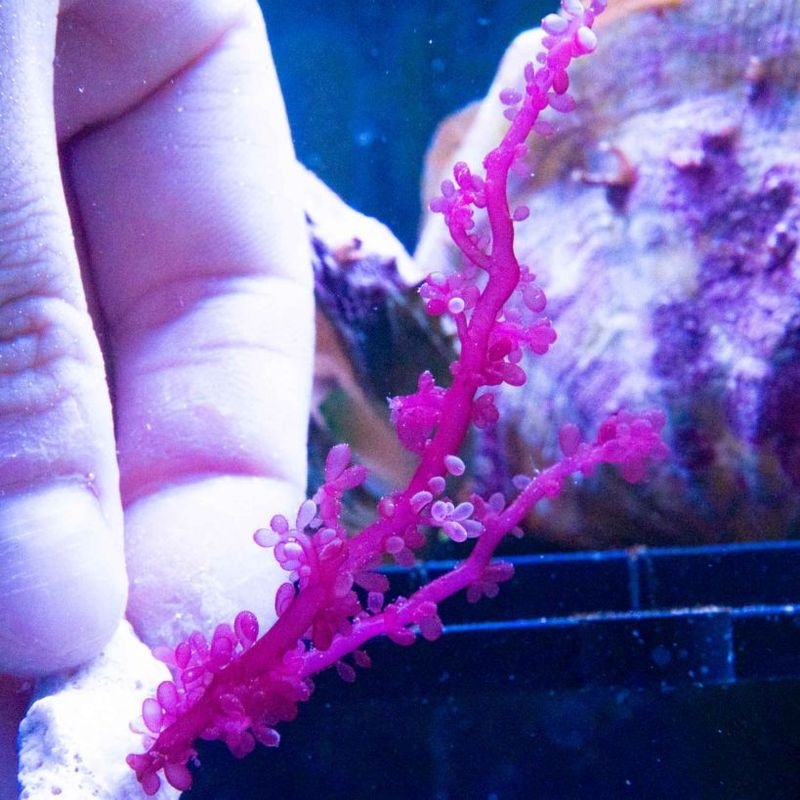 ハナノエダ（レッドグレーププランツ）　※個体指定不可