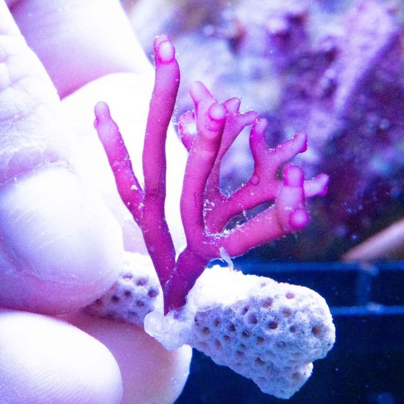 フサノリsp.　※個体指定不可