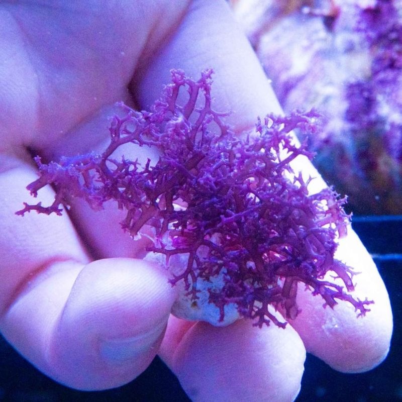 【SONOapf】コケイバラ　※個体指定不可