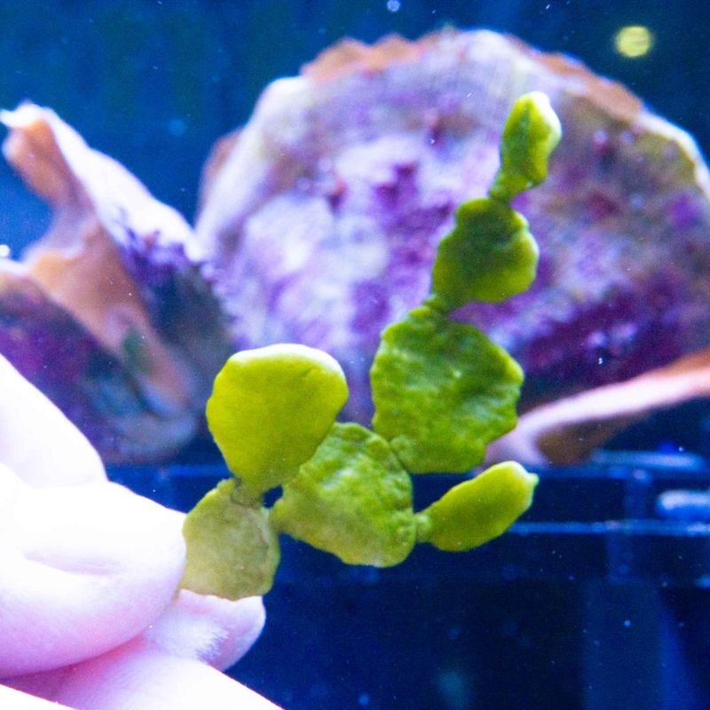 【SONOapf】ウチワサボテングサ　※個体指定不可