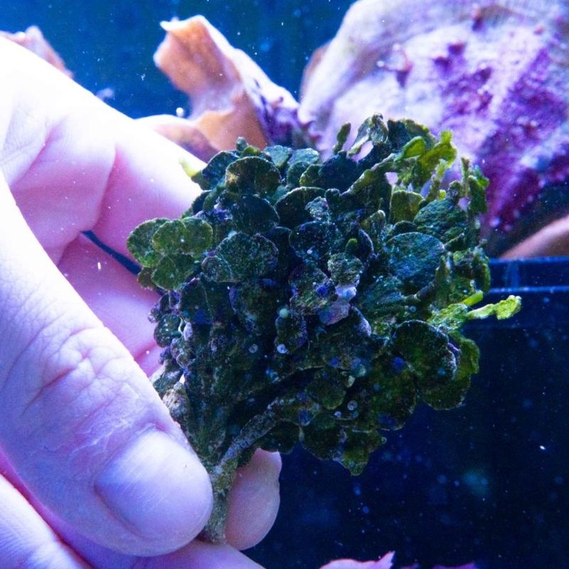 【SONOapf】サボテングサsp.　※個体指定不可