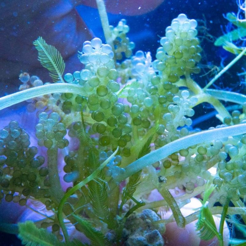 サンゴ,海藻 | Aquarium TALLMAN