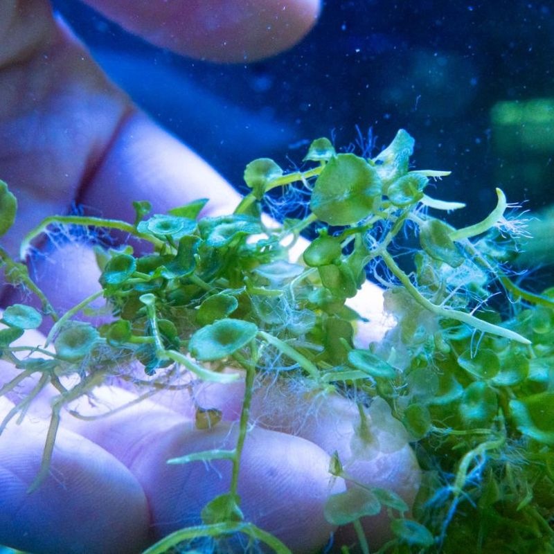 【SONOapf】スズカケヅタ　約15㎝ランナー　※個体指定不可