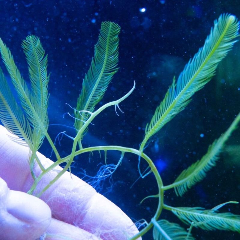 【SONOapf】タカノハヅタmini　約15㎝ランナー　※個体指定不可