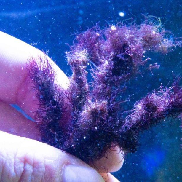 サンゴ,海藻 | Aquarium TALLMAN