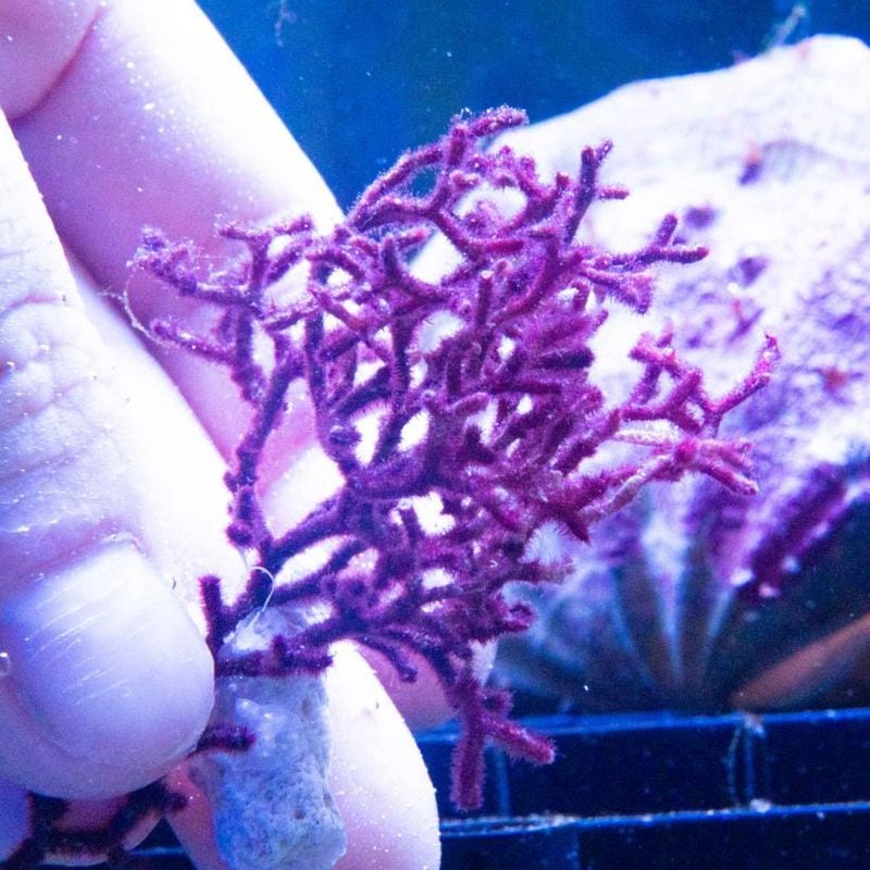 サンゴ,海藻 | Aquarium TALLMAN