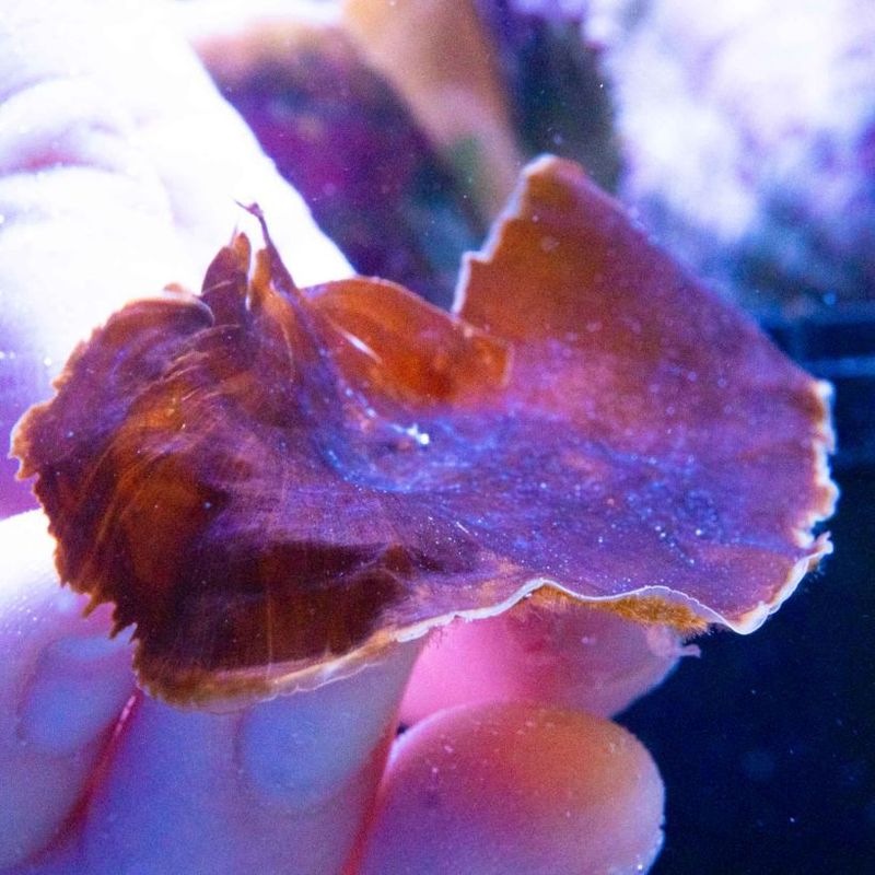 【SONOapf】シマオウギ　※個体指定不可