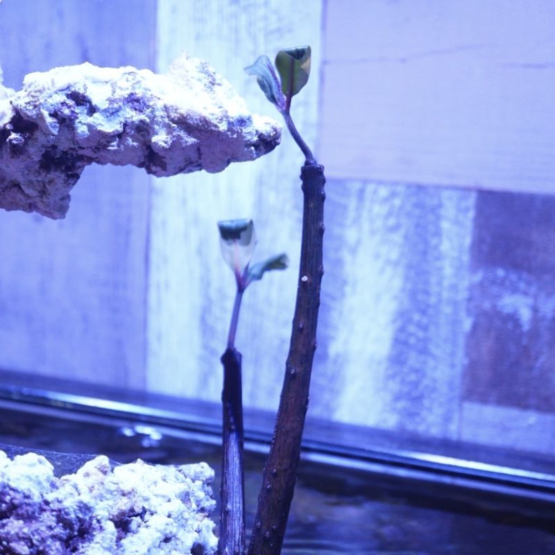 ヤエヤマヒルギ　※個体指定不可