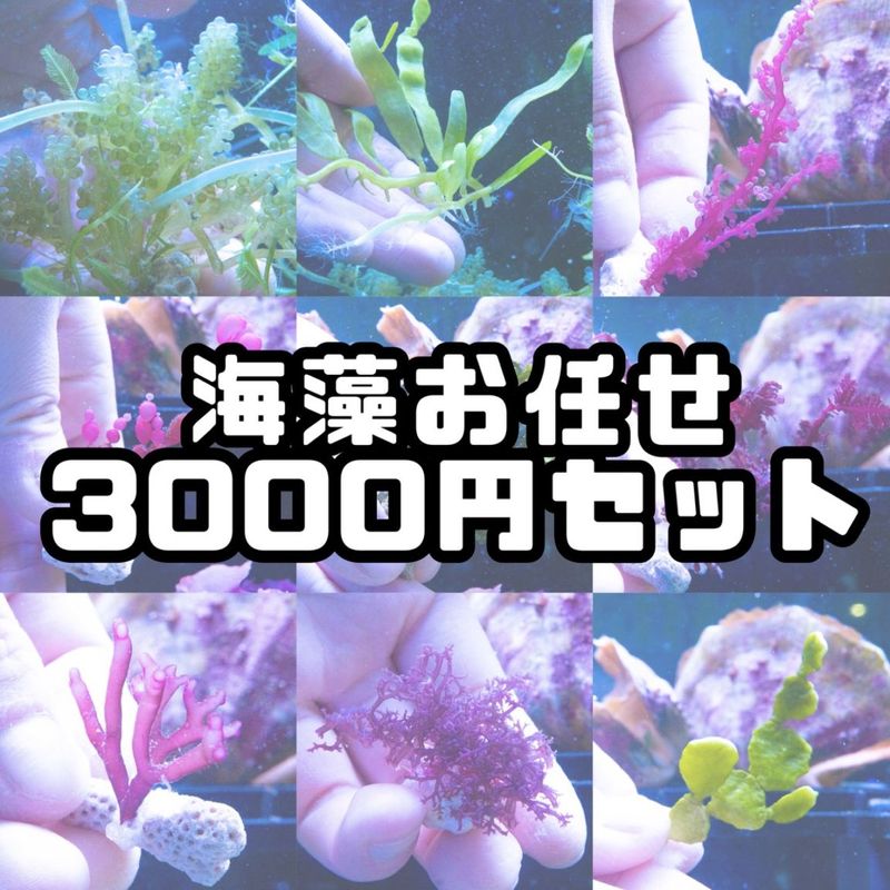 サンゴ,海藻 | Aquarium TALLMAN