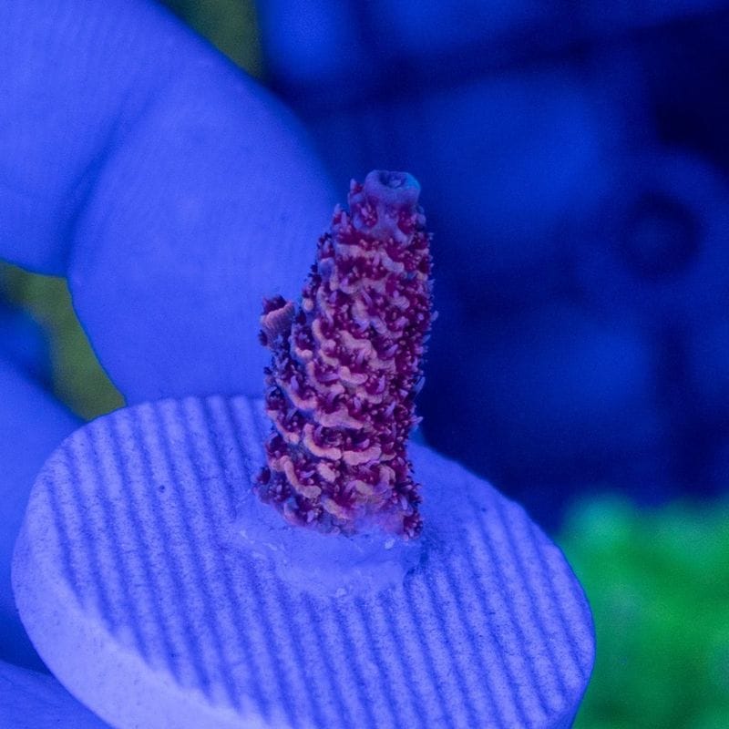 サンゴ,SPS Coral,ミドリイシ | Aquarium TALLMAN