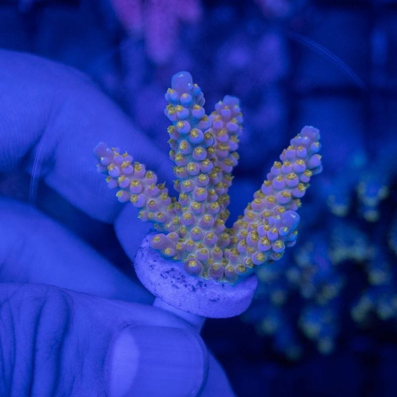 サンゴ,SPS Coral,ミドリイシ | Aquarium TALLMAN