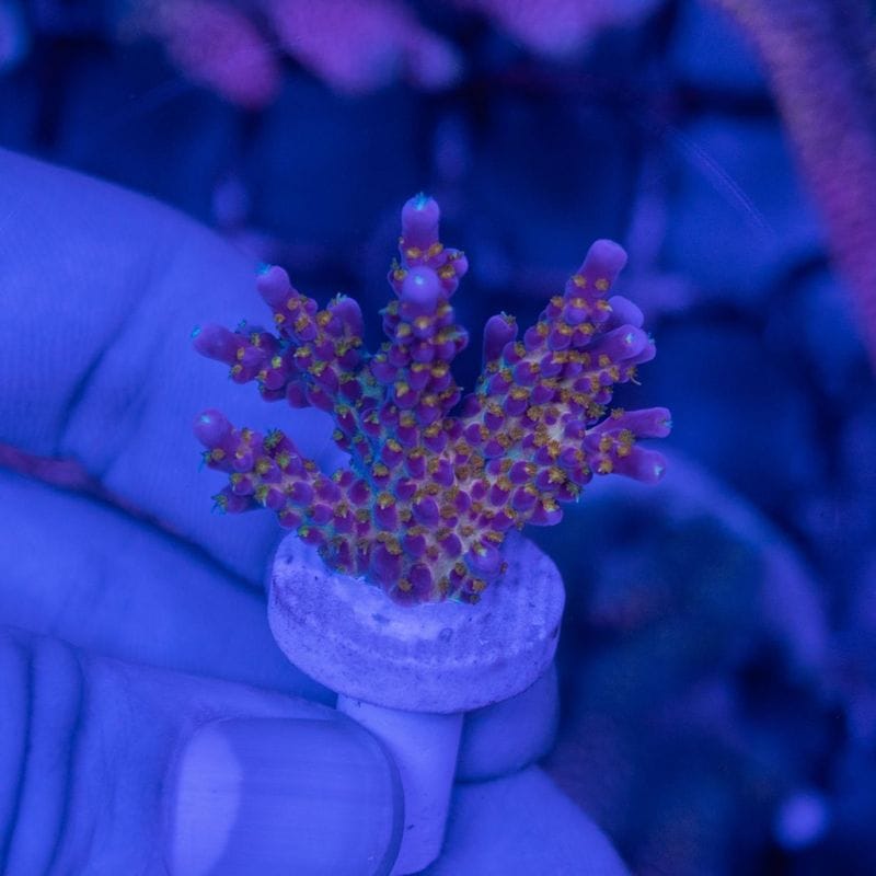 サンゴ,SPS Coral | Aquarium TALLMAN