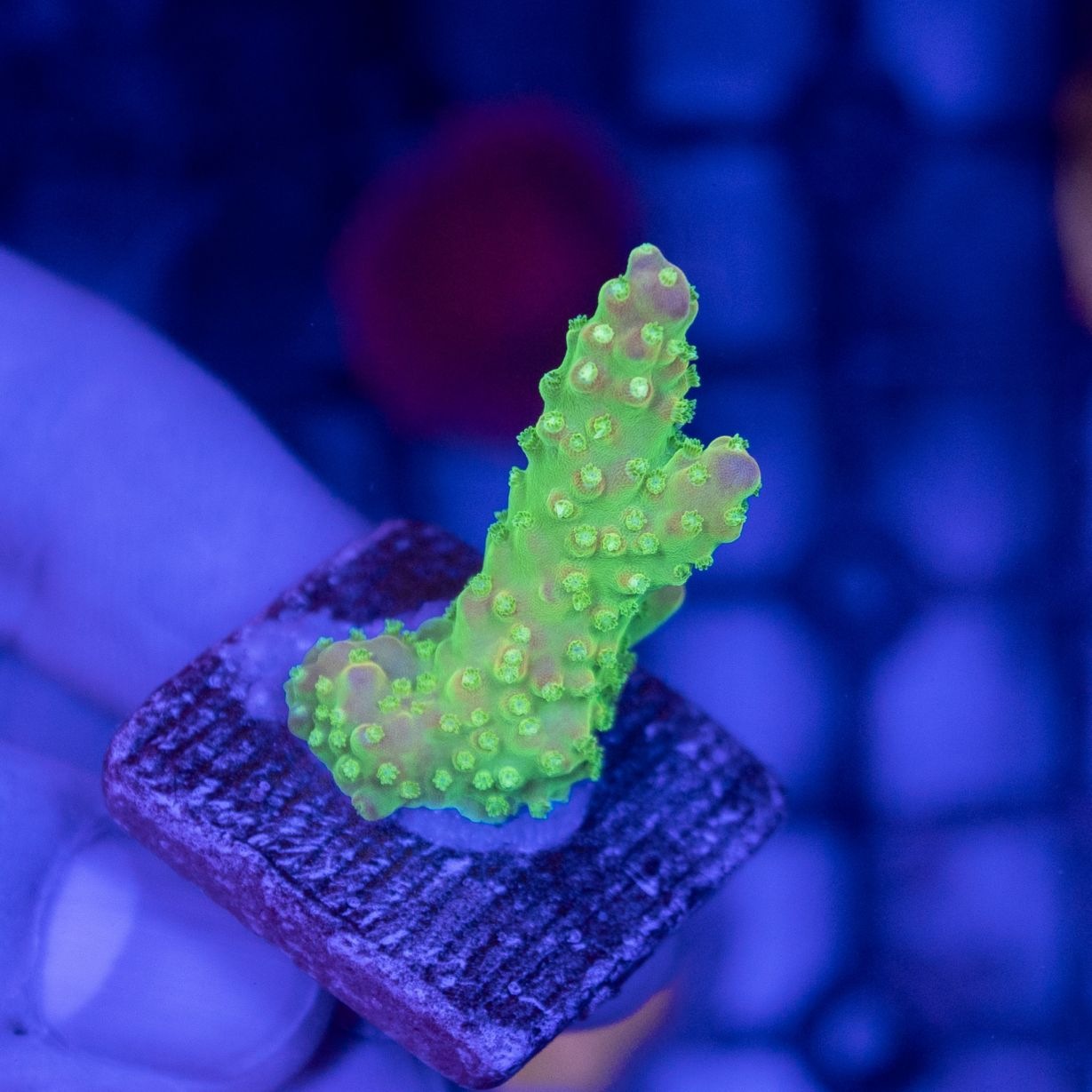 【CE(Coral Essentials)】Acropora ～ Pink Paletta N-SHOP B～通常98.000円　バッチシール付