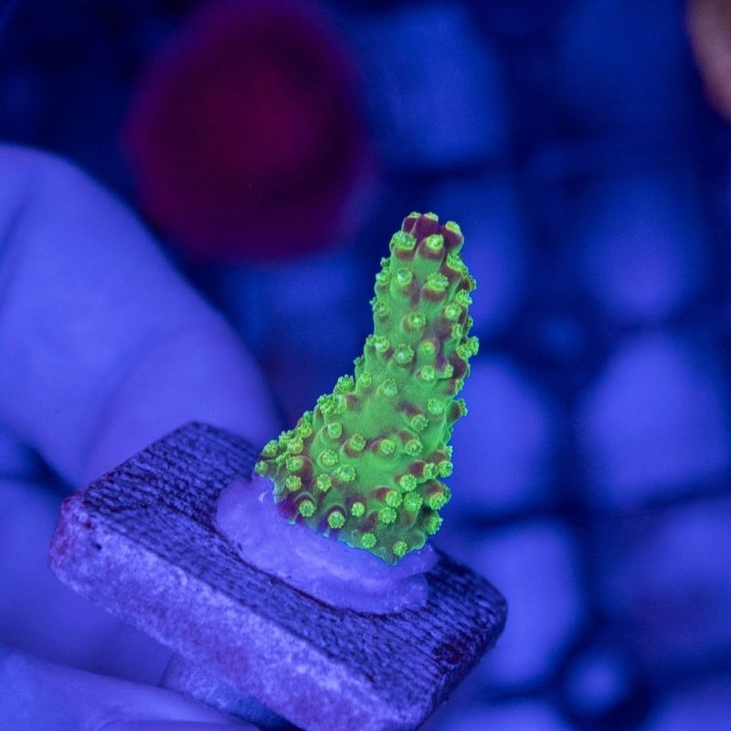 【CE(Coral Essentials)】Acropora ～ Pink Paletta N-SHOP B～通常98.000円　バッチシール付