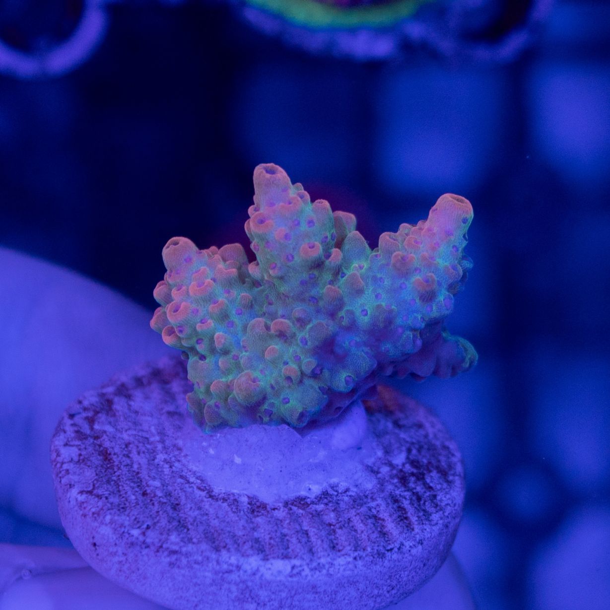 【N-SHOP B】Acropora ～ Blazing Phoenix～