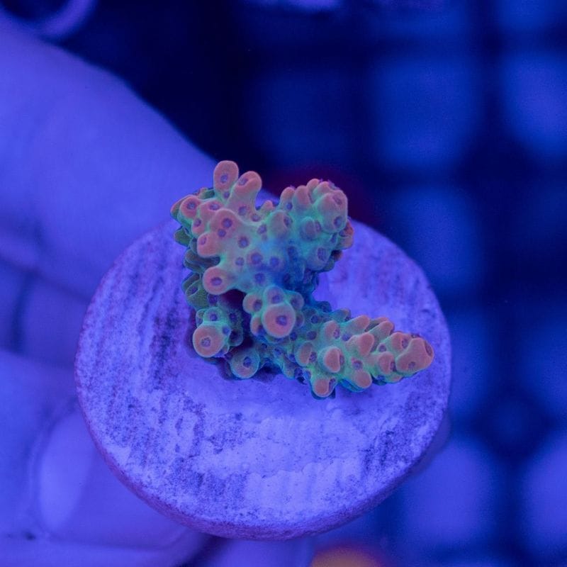 【N-SHOP B】Acropora ～ Blazing Phoenix～