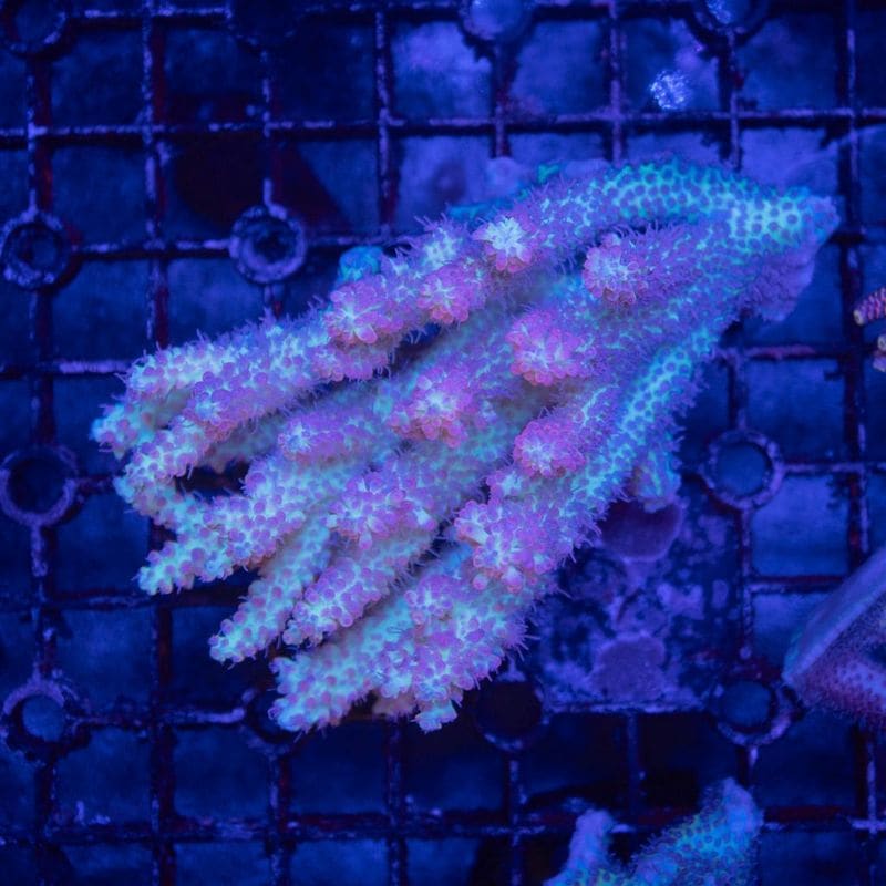 サンゴ,SPS Coral,ミドリイシ | Aquarium TALLMAN