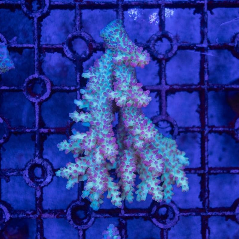 サンゴ,SPS Coral,ミドリイシ | Aquarium TALLMAN