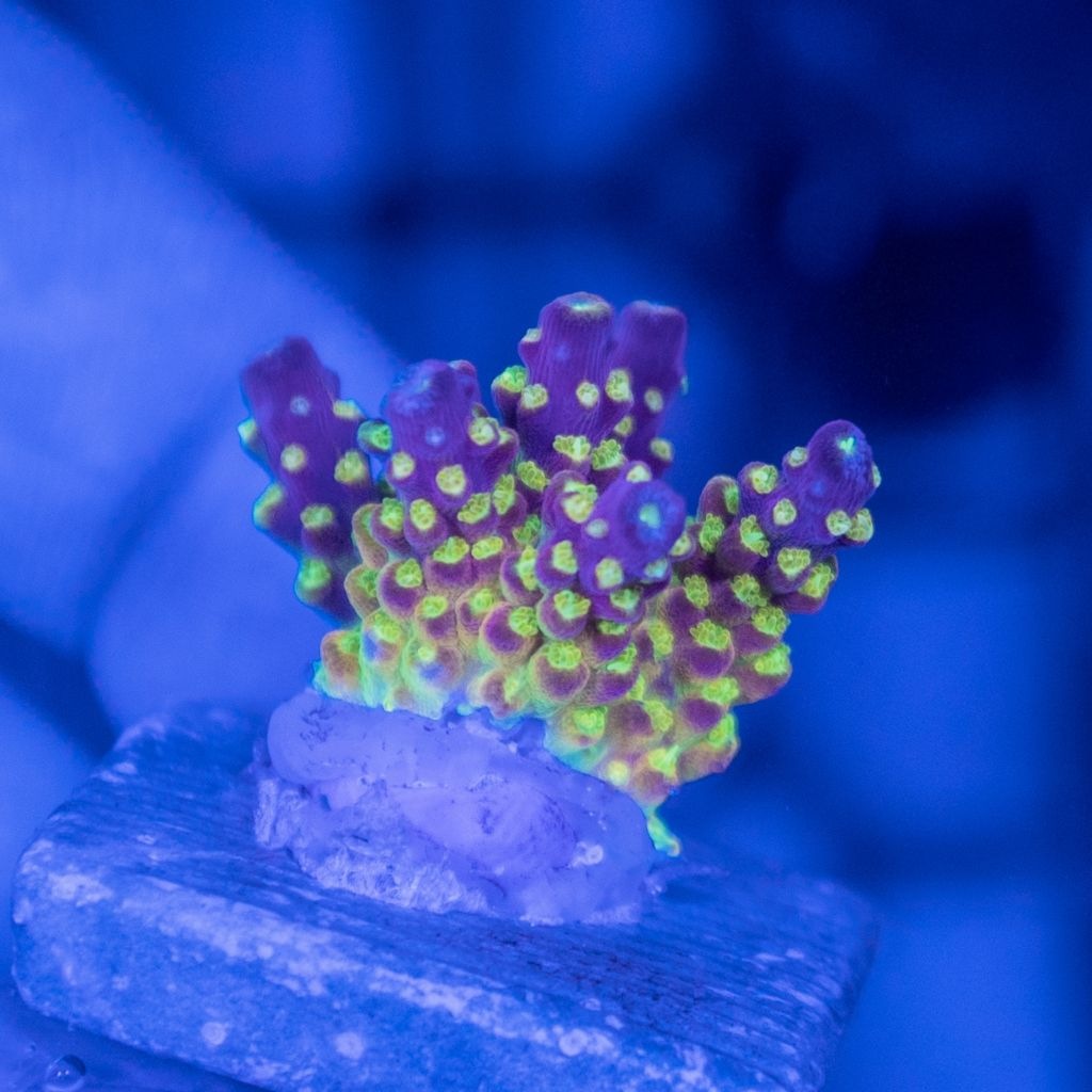 【CE(Coral Essentials)】Acropora ～Rainbow Loom N-SHOP B～　バッチシール付