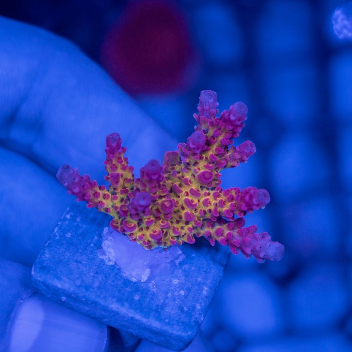 【CE(Coral Essentials)】Acropora ～PC　Rainbow N-SHOP B～　バッチシール付