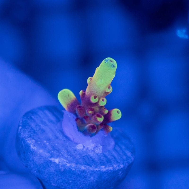 サンゴ,SPS Coral,ミドリイシ | Aquarium TALLMAN