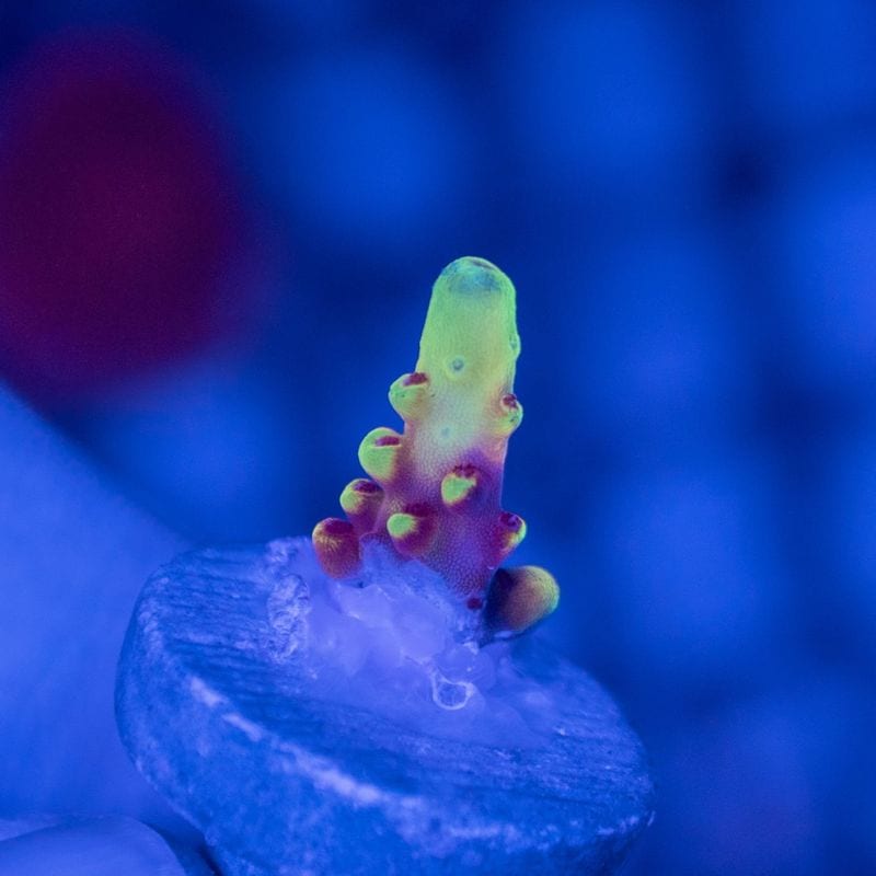 サンゴ,SPS Coral,ミドリイシ | Aquarium TALLMAN