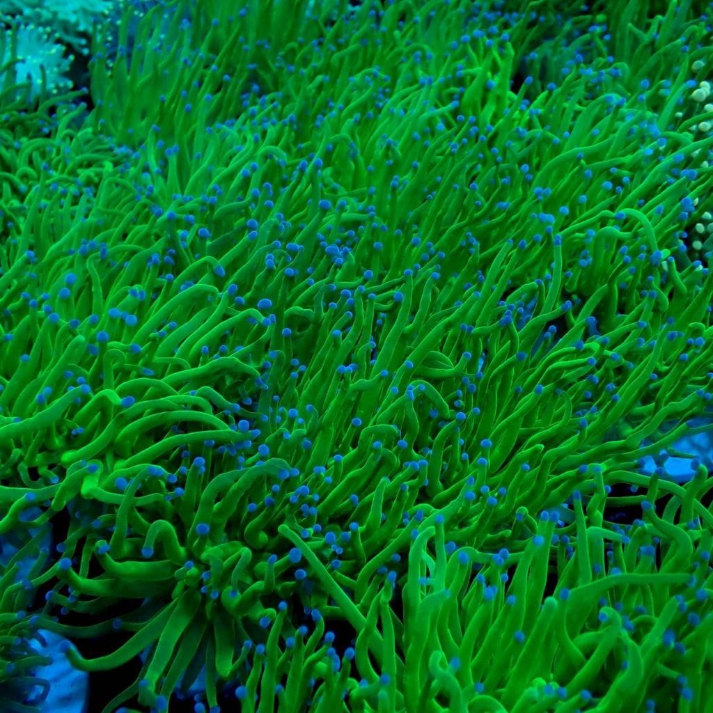 クリアランスセール】ハナサンゴ ～メタリックグリーン～ 1ヘッド