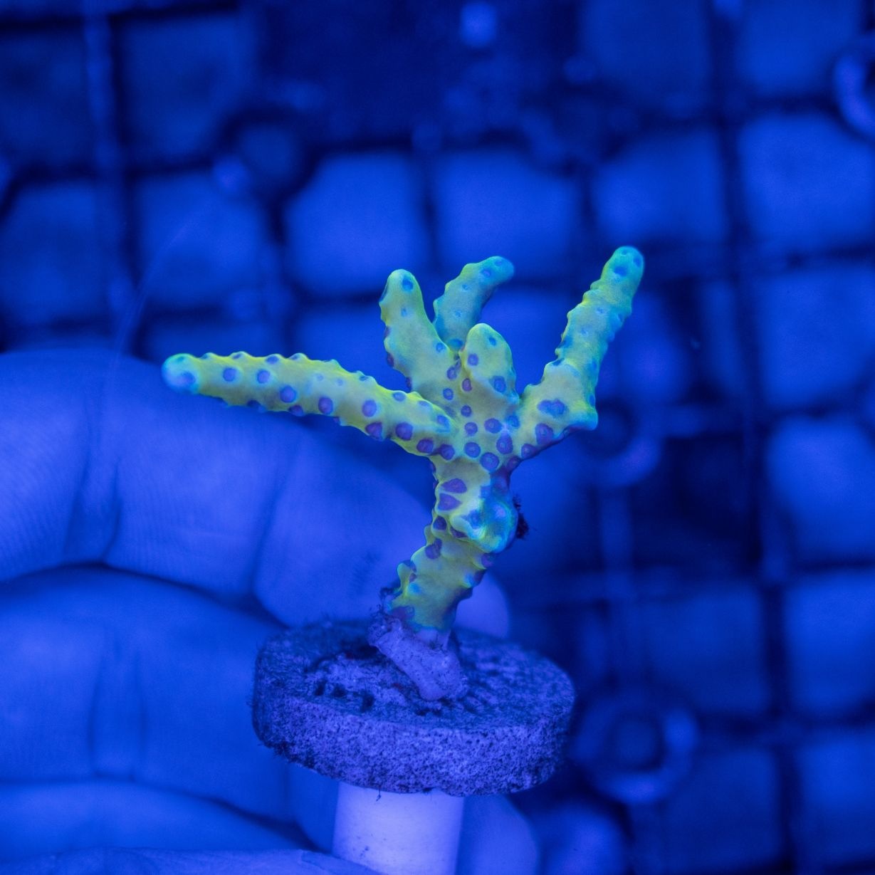 【CE(Coral Essentials)】Anacropora ～Golden Rod～