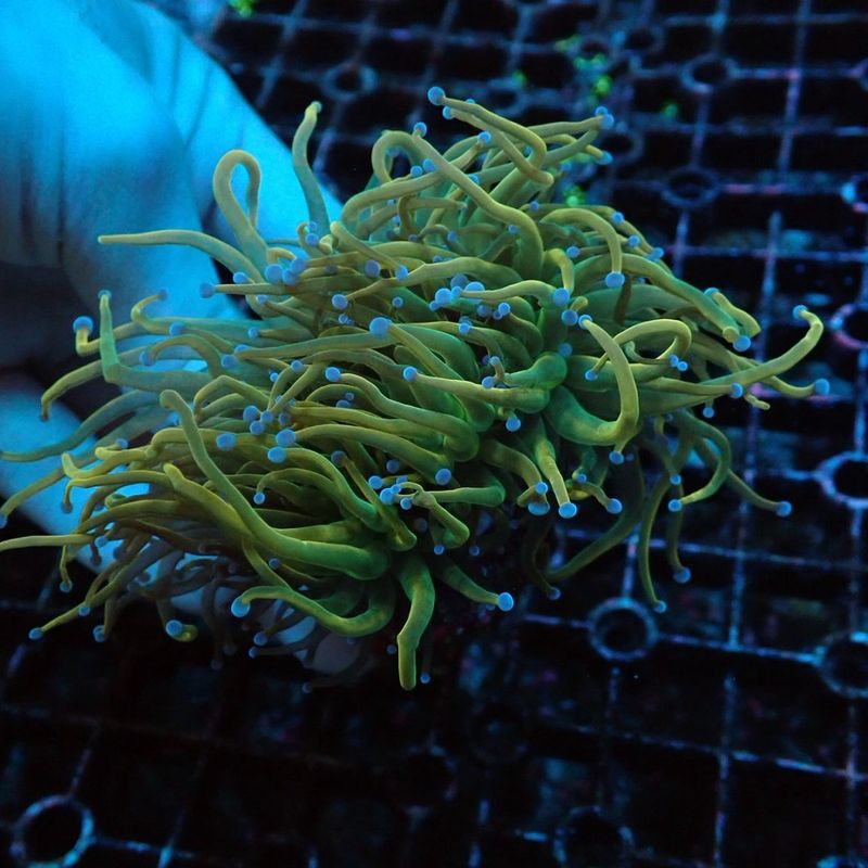 サンゴ,LPS Coral,ハナサンゴ | Aquarium TALLMAN